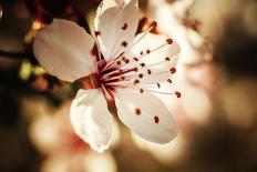 Close-Up, Detail Of Plum Flower Blossoms (Prunus Mume)-Ron Koeberer-Photographic Print