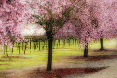 Plum Tree Blossoms And Vineyard In Sonoma County-Ron Koeberer-Photographic Print