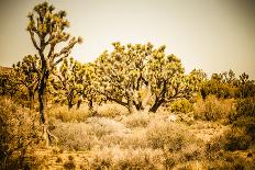 Cholla Along The Cholla Cactus Garden Trail In Joshua Tree National Park-Ron Koeberer-Photographic Print