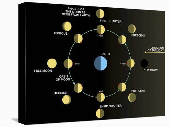 Stretched Canvas Print, , large
