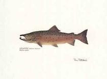 Atlantic Fish-Ron Pittard-Framed Art Print