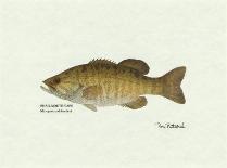 Crappie Fish-Ron Pittard-Art Print