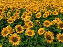 Field of Sunflowers-Ron Watts-Photographic Print