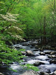 Stream in Lush Forest by Ron Watts