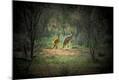 Premium Photographic Print