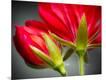 Photographic Print