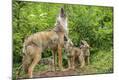 Photographic Print