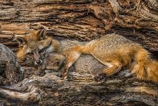 Minnesota, Sandstone, Three Red Fox Kits Gazing Intently Ahead-Rona Schwarz-Photographic Print