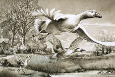 Geese Flying-Ronald Lampitt-Giclee Print