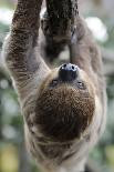 2 Finger Sloth, Choloepus Didactylus, Branch, Hang, Climb Headlong-Ronald Wittek-Photographic Print