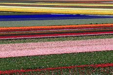 Blossoming Field of Tulips Near Alkmaar, Holland, the Netherlands, North Holland-Ronald Wittek-Photographic Print