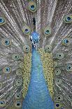 Blue Peacock, Pavo Cristatus, Portrait-Ronald Wittek-Photographic Print