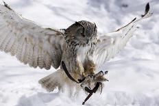Forest, Eagle-Owl, Bubo Bubo, Flight, Snow, Landing, Winters, Series, Wilderness, Wildlife-Ronald Wittek-Photographic Print