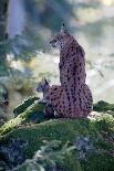 Forest, Eurasian Lynx, Lynx Lynx, Mother Animal, Watchfulness, Young Animal, Sitting, Back View-Ronald Wittek-Photographic Print