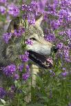 Gray-Wolf, Canis Lupus, Flower Meadow, Profile, Nature-Ronald Wittek-Photographic Print