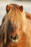 Iceland Horse, Portrait, Animals, Animal, Mammals, Mammal, Un, Horses, Horse, Reitpferde-Ronald Wittek-Photographic Print