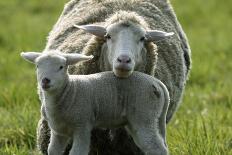 Merino Sheeps, Lambs-Ronald Wittek-Photographic Print