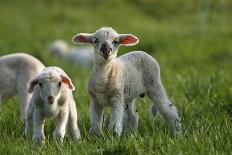 Merino Sheeps, Lambs-Ronald Wittek-Photographic Print