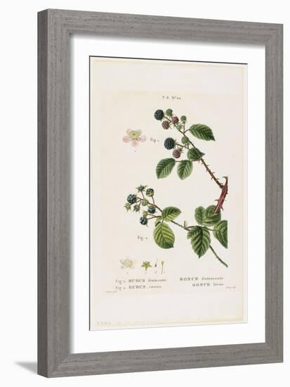 Ronce Frutescente. Ronce Bleue, from Traites Des Arbres Et Fruitiers, 1801-1819-Pancrace Bessa-Framed Giclee Print