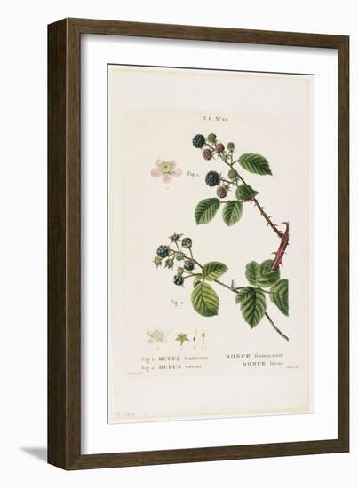 Ronce Frutescente. Ronce Bleue, from Traites Des Arbres Et Fruitiers, 1801-1819-Pancrace Bessa-Framed Giclee Print