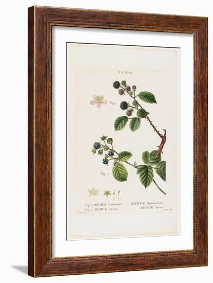 Ronce Frutescente. Ronce Bleue, from Traites Des Arbres Et Fruitiers, 1801-1819-Pancrace Bessa-Framed Giclee Print