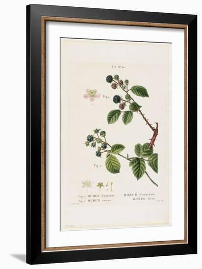 Ronce Frutescente. Ronce Bleue, from Traites Des Arbres Et Fruitiers, 1801-1819-Pancrace Bessa-Framed Giclee Print