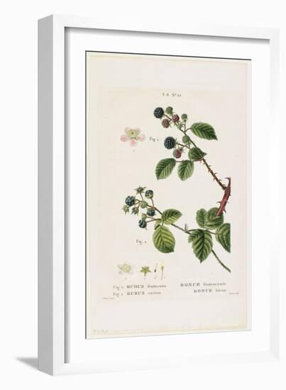 Ronce Frutescente. Ronce Bleue, from Traites Des Arbres Et Fruitiers, 1801-1819-Pancrace Bessa-Framed Giclee Print