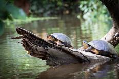 Tortuguero National Park, Rainforest, Costa Rica, Caribbean Coast, Central America-ronnybas-Photographic Print