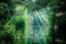 Tortuguero National Park, Rainforest, Costa Rica, Caribbean Coast, Central America-ronnybas-Photographic Print