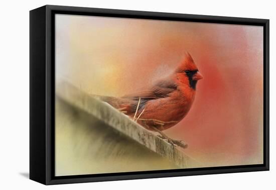 Rooftop Visitor Cardinal-Jai Johnson-Framed Premier Image Canvas