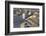 Rooftops in Suburbs-DLILLC-Framed Photographic Print