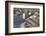 Rooftops in Suburbs-DLILLC-Framed Photographic Print