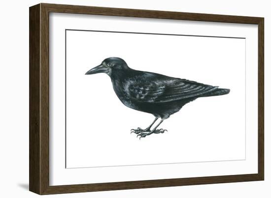 Rook (Corvus Frugilegus), Birds-Encyclopaedia Britannica-Framed Art Print