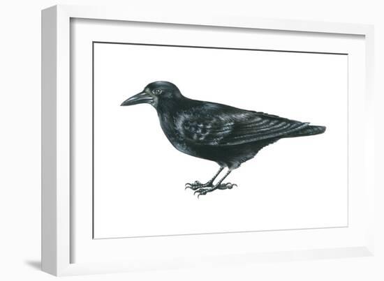 Rook (Corvus Frugilegus), Birds-Encyclopaedia Britannica-Framed Art Print