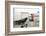 Rook (Corvus Frugilegus) Perched in Motorway Service Area, Midlands, UK, April-Terry Whittaker-Framed Photographic Print
