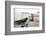 Rook (Corvus Frugilegus) Perched in Motorway Service Area, Midlands, UK, April-Terry Whittaker-Framed Photographic Print