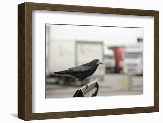 Rook (Corvus Frugilegus) Perched in Motorway Service Area, Midlands, UK, April-Terry Whittaker-Framed Photographic Print