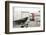 Rook (Corvus Frugilegus) Perched in Motorway Service Area, Midlands, UK, April-Terry Whittaker-Framed Photographic Print