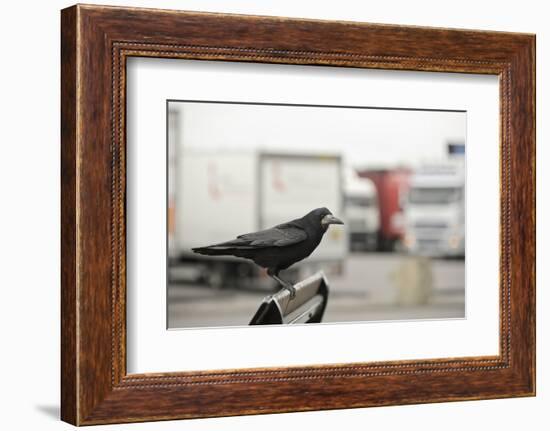 Rook (Corvus Frugilegus) Perched in Motorway Service Area, Midlands, UK, April-Terry Whittaker-Framed Photographic Print