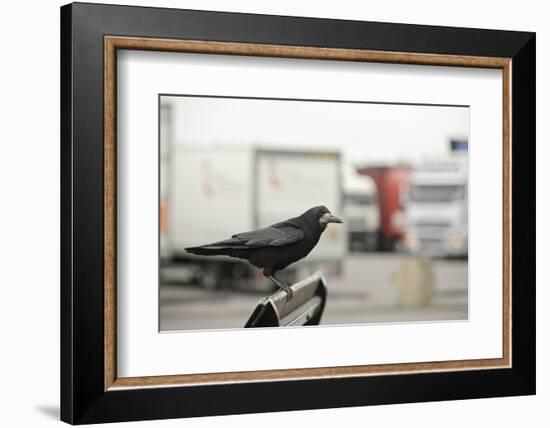 Rook (Corvus Frugilegus) Perched in Motorway Service Area, Midlands, UK, April-Terry Whittaker-Framed Photographic Print