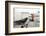 Rook (Corvus Frugilegus) Perched in Motorway Service Area, Midlands, UK, April-Terry Whittaker-Framed Photographic Print