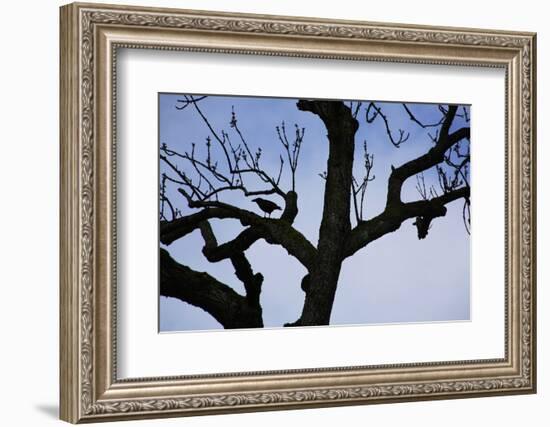 Rook Perching on a Bare Tree, Silhouette-Uwe Steffens-Framed Photographic Print