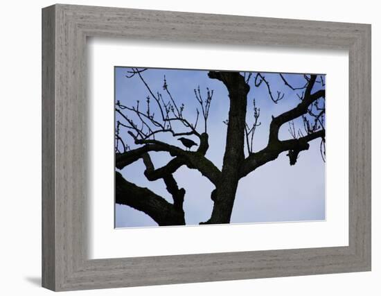 Rook Perching on a Bare Tree, Silhouette-Uwe Steffens-Framed Photographic Print