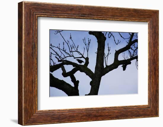 Rook Perching on a Bare Tree, Silhouette-Uwe Steffens-Framed Photographic Print