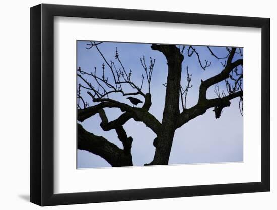 Rook Perching on a Bare Tree, Silhouette-Uwe Steffens-Framed Photographic Print