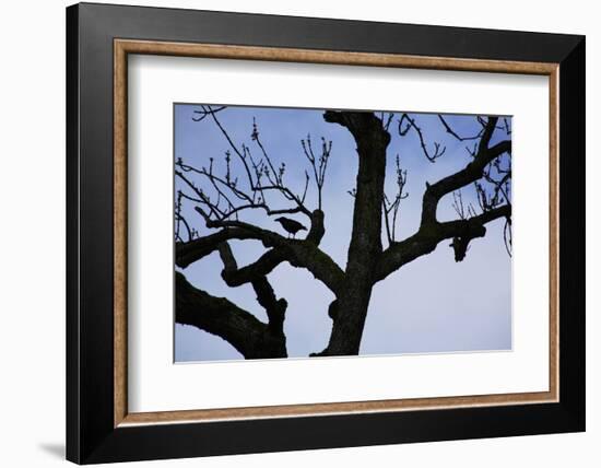 Rook Perching on a Bare Tree, Silhouette-Uwe Steffens-Framed Photographic Print