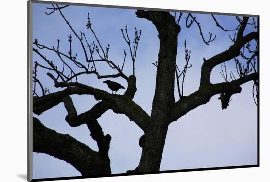 Rook Perching on a Bare Tree, Silhouette-Uwe Steffens-Mounted Photographic Print