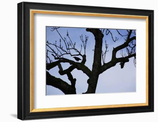 Rook Perching on a Bare Tree, Silhouette-Uwe Steffens-Framed Photographic Print