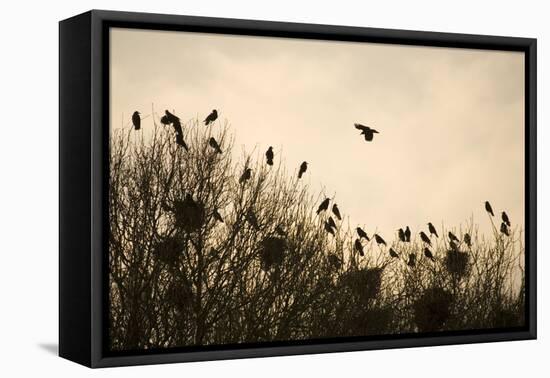 Rook Roosting in Tops of Trees in Winter-null-Framed Premier Image Canvas
