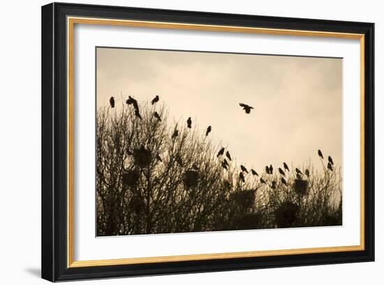 Rook Roosting in Tops of Trees in Winter-null-Framed Photographic Print